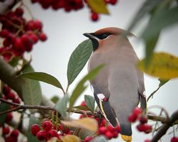 Waxwing photographed at Highlands Estate on 29/12/2010. Photo: © Mark Lawlor