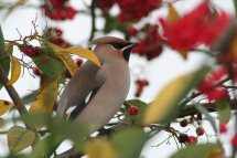 Waxwing photographed at L\'Aumone on 26/12/2010. Photo: © Jamie Rigler