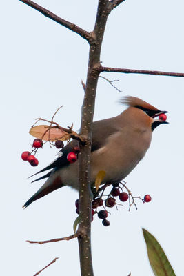 Waxwing photographed at Highland Estate on 30/12/2010. Photo: © Rod Ferbrache