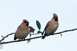 Waxwing photographed at Select location on 30/12/2010. Photo: © Rod Ferbrache