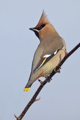 Waxwing photographed at Highland Estate, Castel on 30/12/2010. Photo: © Chris Bale