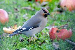 Waxwing photographed at Rue Cohu [COH] on 31/12/2010. Photo: © Royston CarrÃ©