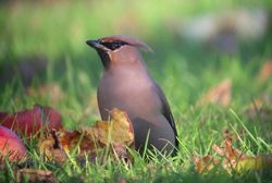 Waxwing photographed at Rue Cohu [COH] on 31/12/2010. Photo: © Mark Guppy