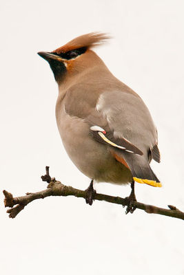 Waxwing photographed at Rue Cohu [COH] on 2/1/2011. Photo: © Rod Ferbrache
