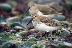 Dunlin photographed at Grandes Rocques [GRO] on 4/1/2011. Photo: © Paul Hillion