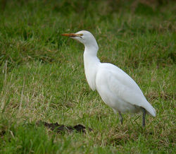 Cattle Egret photographed at Rue des Rocquettes, STA on 11/1/2011. Photo: © Mark Lawlor