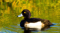Tufted Duck photographed at Grande Mare [GMA] on 18/1/2011. Photo: © Anthony Loaring