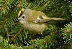 Goldcrest photographed at St Peter Port [SPP] on 22/1/2011. Photo: © Mike Cunningham