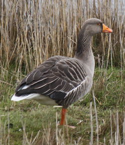 Greylag Goose photographed at Vale Pond on 9/2/2011. Photo: © Cindy Carre