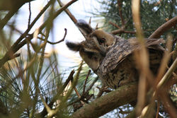 Long-eared Owl photographed at Chouet [CHO] on 12/2/2011. Photo: © Cindy  Carre