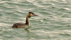 Great Crested Grebe photographed at Pembroke [PEM] on 12/2/2011. Photo: © Anthony Loaring