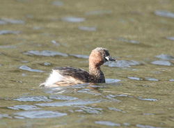 Little Grebe photographed at Reservoir [RES] on 3/3/2011. Photo: © Adrian Gidney