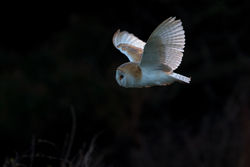 Barn Owl photographed at Chouet [CHO] on 6/3/2011. Photo: © Chris Bale