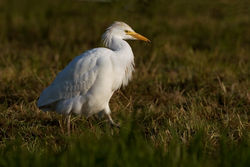 Cattle Egret photographed at Ruette Jullienne on 8/3/2011. Photo: © Chris Bale
