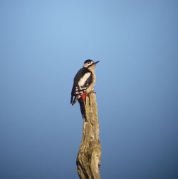 Great Spotted Woodpecker photographed at Talbot Valley [TAL] on 13/3/2011. Photo: © Mark Guppy