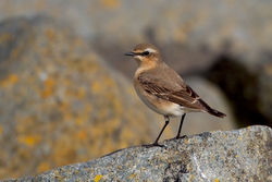 Wheatear photographed at Grandes Havres [GHA] on 13/3/2011. Photo: © Chris Bale