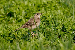 Richard's Pipit photographed at L'Eree on 14/3/2011. Photo: © Chris Bale