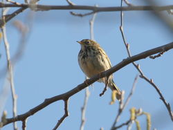 Meadow Pipit photographed at Select location on 13/3/2011. Photo: © Paul Bretel