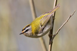 Firecrest photographed at Silbe [SIL] on 19/3/2011. Photo: © Chris Bale