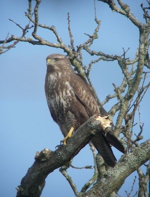 Buzzard photographed at Talbot Valley [TAL] on 20/3/2011. Photo: © Mark Guppy