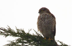 Sparrowhawk photographed at St Peter Port [SPP] on 18/3/2011. Photo: © Anthony Loaring