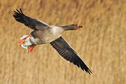 Greylag Goose photographed at Claire Mare [CLA] on 21/3/2011. Photo: © Chris Bale