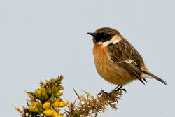 Stonechat photographed at Fort Doyle [DOY] on 26/3/2011. Photo: © Rod Ferbrache