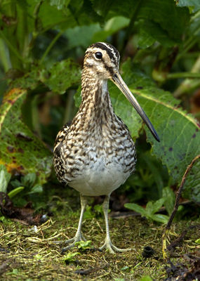 Snipe photographed at Rue des Bergers [BER] on 28/3/2011. Photo: © Mike Cunningham
