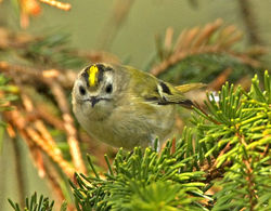 Goldcrest photographed at St Peter Port [SPP] on 28/3/2011. Photo: © Mike Cunningham