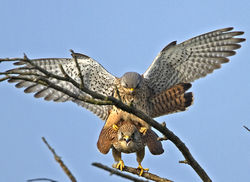 Kestrel photographed at Rue des Bergers [BER] on 28/3/2011. Photo: © Mike Cunningham