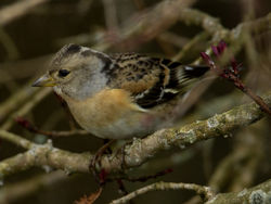 Brambling photographed at St Peter Port [SPP] on 29/3/2011. Photo: © Mike Cunningham