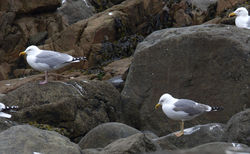 Yellow-legged Gull photographed at Mont Cuet [CUE] on 31/3/2011. Photo: © Vic Froome