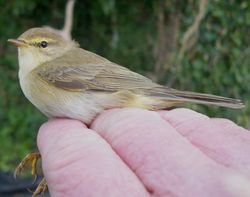 Willow Warbler photographed at Jerbourg [JER] on 3/4/2011. Photo: © Christopher Mourant
