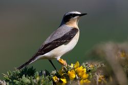 Wheatear photographed at Pleinmont [PLE] on 6/4/2011. Photo: © Vic Froome