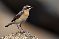 Wheatear photographed at Fort Le Marchant [MAR] on 6/4/2011. Photo: © Chris Bale