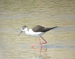 Black-winged Stilt photographed at Claire Mare [CLA] on 10/4/2011. Photo: © Mark Guppy