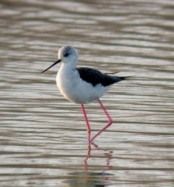 Black-winged Stilt photographed at Claire Mare [CLA] on 10/4/2011. Photo: © Mark Lawlor