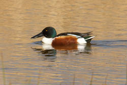 Shoveler photographed at Claire Mare [CLA] on 10/4/2011. Photo: © Rod Ferbrache