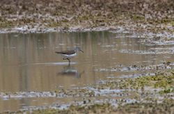 Green Sandpiper photographed at Claire Mare [CLA] on 13/4/2011. Photo: © Vic Froome