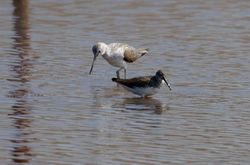 Greenshank photographed at Claire Mare [CLA] on 16/4/2011. Photo: © Vic Froome