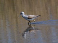 Greenshank photographed at Claire Mare [CLA] on 16/4/2011. Photo: © Vic Froome