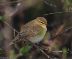Willow Warbler photographed at La Rochelle on 15/4/2011. Photo: © Paul Bretel