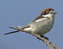 Woodchat Shrike photographed at Rocquaine [ROC] on 18/4/2011. Photo: © Mike Cunningham