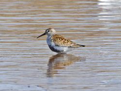 Dunlin photographed at Claire Mare [CLA] on 18/4/2011. Photo: © Mike Cunningham