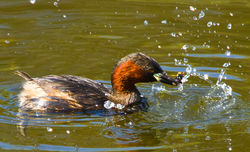 Little Grebe photographed at Reservoir [RES] on 16/4/2011. Photo: © Anthony Loaring