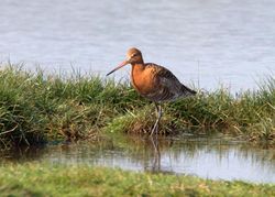 Black-tailed Godwit photographed at Colin Best NR [CNR] on 20/4/2011. Photo: © Vic Froome