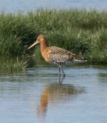 Black-tailed Godwit photographed at Colin Best NR [CNR] on 20/4/2011. Photo: © Mike Cunningham