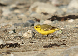 Yellow Wagtail photographed at Beach opp Claire Mare on 20/4/2011. Photo: © Rod Ferbrache