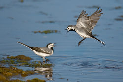 Pied Wagtail photographed at Claire Mare [CLA] on 22/4/2011. Photo: © steve levrier