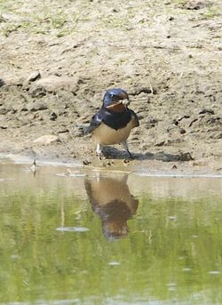 Swallow photographed at Colin Best NR [CNR] on 25/4/2011. Photo: © Royston CarrÃ©